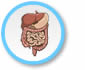 digestive system